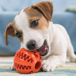 Interactive Treat Ball Toy